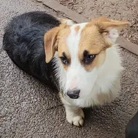 Mister Spot, a male Pembroke Welsh Corgi for sale in Lake Stevens, WA – Photo 3 of 6