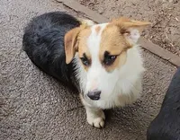 Mister Spot, a male Pembroke Welsh Corgi for sale in Lake Stevens, WA – Photo 3 of 6