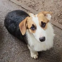 Mister Spot, a male Pembroke Welsh Corgi for sale in Lake Stevens, WA – Photo 5 of 6