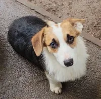 Mister Spot, a male Pembroke Welsh Corgi for sale in Lake Stevens, WA – Photo 5 of 6