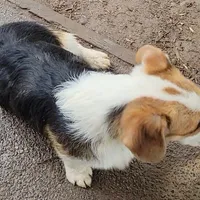 Mister Spot, a male Pembroke Welsh Corgi for sale in Lake Stevens, WA – Photo 4 of 6