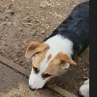 Mister Spot, a male Pembroke Welsh Corgi for sale in Lake Stevens, WA – Photo 1 of 6
