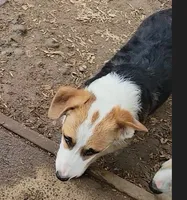 Mister Spot, a male Pembroke Welsh Corgi for sale in Lake Stevens, WA – Photo 1 of 6