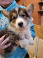 Mickey the Fluffy Corgi, a male Pembroke Welsh Corgi for sale in Lake Stevens, WA – 5 of 8