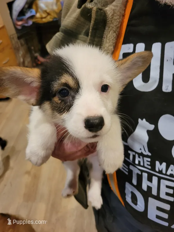 Patches – Pembroke Welsh Corgi puppy for sale in Lake Stevens, WA