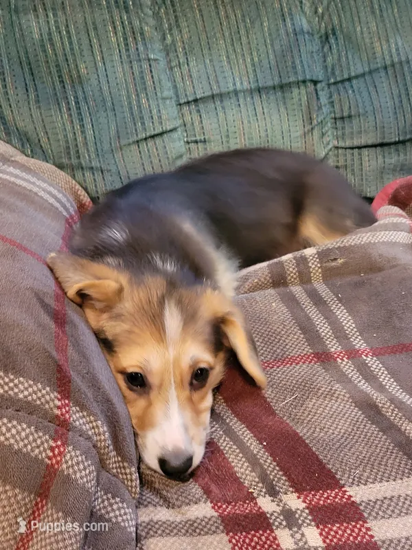 Louise – Pembroke Welsh Corgi puppy for sale in Lake Stevens, WA