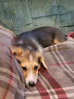 Louise, a female Pembroke Welsh Corgi for sale in Lake Stevens, WA – 1 of 2