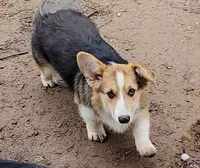 Gus-Gus, a male Pembroke Welsh Corgi for sale in Lake Stevens, WA – Photo 2 of 6