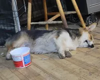 Gus-Gus, a male Pembroke Welsh Corgi for sale in Lake Stevens, WA – Photo 4 of 6