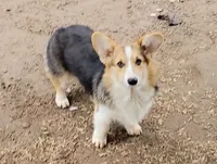 Gus-Gus, a male Pembroke Welsh Corgi for sale in Lake Stevens, WA – Photo 3 of 6