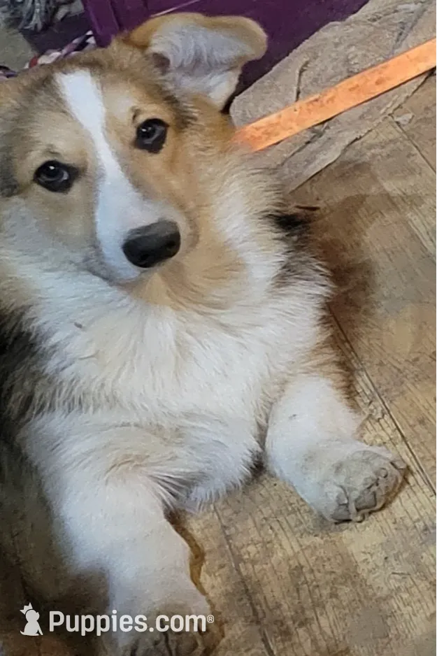 Gus-Gus, a male Pembroke Welsh Corgi for sale in Lake Stevens, WA – Photo 5 of 6