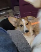 Gus-Gus, a male Pembroke Welsh Corgi for sale in Lake Stevens, WA – Photo 6 of 6