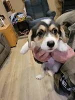 Rose, a female Pembroke Welsh Corgi for sale in Lake Stevens, WA – 1 of 5