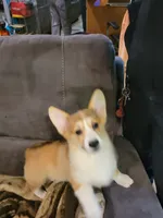 Tango, a male Pembroke Welsh Corgi for sale in Lake Stevens, WA – 3 of 4