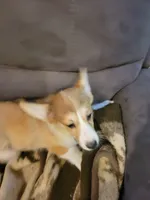 Tango, a male Pembroke Welsh Corgi for sale in Lake Stevens, WA – 4 of 4