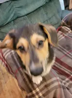 Zorro, a male Pembroke Welsh Corgi for sale in Lake Stevens, WA – 2 of 3