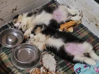 Minnie The Fluffy Corgi, a female Pembroke Welsh Corgi for sale in Lake Stevens, WA – 3 of 7