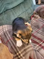Zorro, a male Pembroke Welsh Corgi for sale in Lake Stevens, WA – 3 of 3