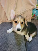 Thelma, a female Pembroke Welsh Corgi for sale in Lake Stevens, WA – 3 of 3