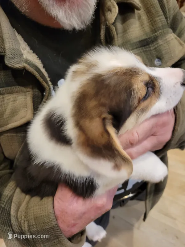 Moonie – Pembroke Welsh Corgi puppy for sale in Lake Stevens, WA