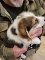 Moonie, a male Pembroke Welsh Corgi for sale in Lake Stevens, WA – 1 of 4