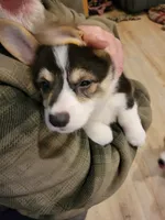 Peony, a female Pembroke Welsh Corgi for sale in Lake Stevens, WA – 2 of 4