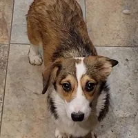 Sasha, a female Pembroke Welsh Corgi for sale in Lake Stevens, WA – Photo 2 of 2