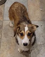 Sasha, a female Pembroke Welsh Corgi for sale in Lake Stevens, WA – Photo 2 of 2