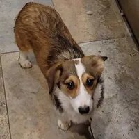 Sasha, a female Pembroke Welsh Corgi for sale in Lake Stevens, WA – Photo 1 of 2