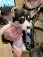 Martina, a female Pembroke Welsh Corgi for sale in Lake Stevens, WA – 1 of 6