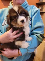 Minnie The Fluffy Corgi, a female Pembroke Welsh Corgi for sale in Lake Stevens, WA – 2 of 7