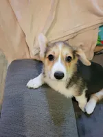 Thelma, a female Pembroke Welsh Corgi for sale in Lake Stevens, WA – 1 of 3
