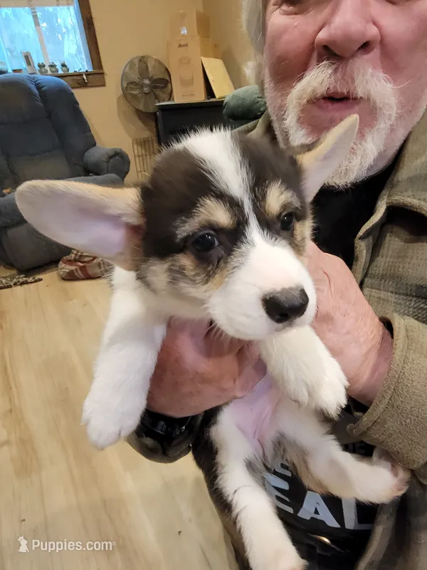 Violet – Pembroke Welsh Corgi puppy for sale in Lake Stevens, WA