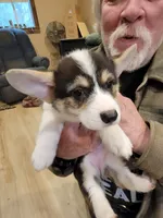 Violet, a female Pembroke Welsh Corgi for sale in Lake Stevens, WA – 1 of 4