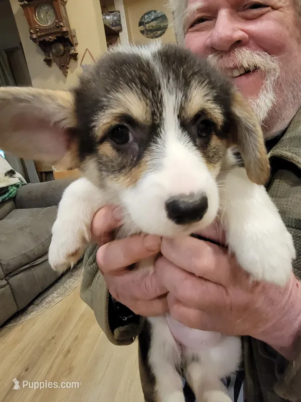 Tulip – Pembroke Welsh Corgi puppy for sale in Lake Stevens, WA
