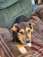 Zorro, a male Pembroke Welsh Corgi for sale in Lake Stevens, WA – 1 of 3