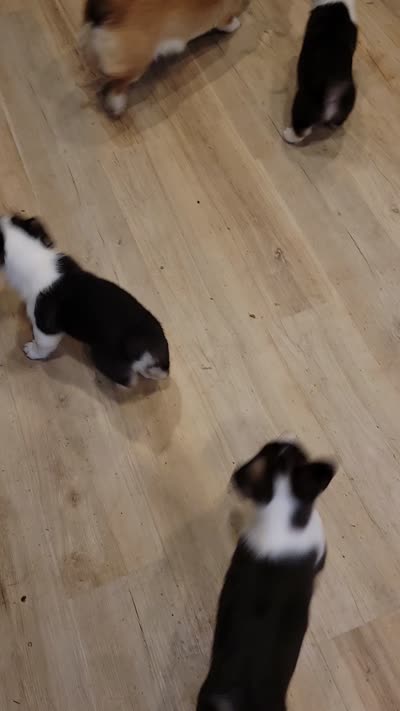 Patches, a female Pembroke Welsh Corgi for sale in Lake Stevens, WA – 4 of 4