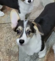 Peony, a female Pembroke Welsh Corgi for sale in Lake Stevens, WA – 3 of 6