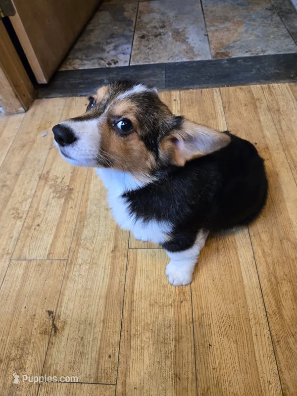 Gizmo – Pembroke Welsh Corgi puppy for sale in Lake Stevens, WA