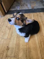Gizmo, a male Pembroke Welsh Corgi for sale in Lake Stevens, WA – 1 of 3