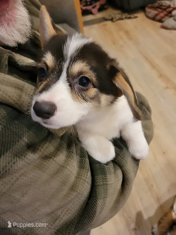 Peony – Pembroke Welsh Corgi puppy for sale in Lake Stevens, WA
