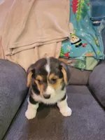 Gizmo, a male Pembroke Welsh Corgi for sale in Lake Stevens, WA – 3 of 3