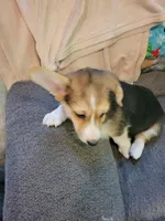 Thelma, a female Pembroke Welsh Corgi for sale in Lake Stevens, WA – 2 of 3