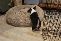 Martina, a female Pembroke Welsh Corgi for sale in Lake Stevens, WA – 3 of 6