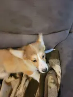 Cassie, a female Pembroke Welsh Corgi for sale in Lake Stevens, WA – 2 of 4
