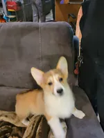 Cassie, a female Pembroke Welsh Corgi for sale in Lake Stevens, WA – 4 of 4