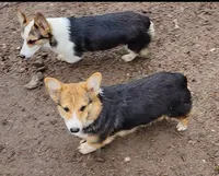 Danny Boy, a male Pembroke Welsh Corgi for sale in Lake Stevens, WA – Photo 2 of 3