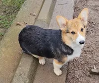 Danny Boy, a male Pembroke Welsh Corgi for sale in Lake Stevens, WA – Photo 1 of 3