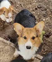 Danny Boy, a male Pembroke Welsh Corgi for sale in Lake Stevens, WA – Photo 3 of 3