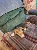 Louise, a female Pembroke Welsh Corgi for sale in Lake Stevens, WA – 2 of 2